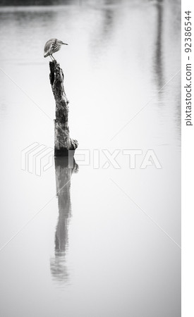 Yellow bittern perch on a dead tree trunk on the lake, patiently waiting for fish, reflection on the calm water surface, black and white photograph. Yellow bittern perch on a dead tree trunk on the lake, patiently waiting for fish, reflection on the calm water surface, black and white photograph. 92386544