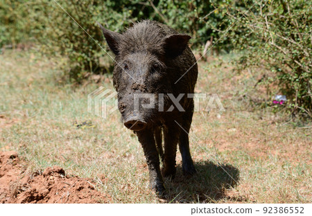 Sri Lankan Wild boar close-up photograph. Wet and dirty boar searching for food. Sri Lankan Wild boar close-up photograph. Wet and dirty boar searching for food. 92386552