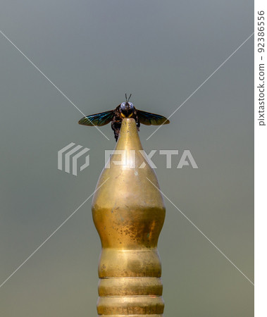 Tropical carpenter bee perch on the golden fence in the temple. 92386556