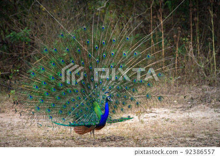 Amazing peacock dance display at Yala national park close-up photograph. Beauty in nature. Amazing peacock dance display at Yala national park close-up photograph. Beauty in nature. 92386557