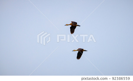 Pair of lesser whistling ducks in flight together against clear blue skies. Pair of lesser whistling ducks in flight together against clear blue skies. 92386559