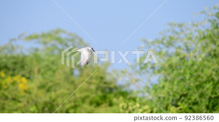 Whiskered tern hovers above the water, waiting for a fish to surface and dive fast into the water. Whiskered tern hovers above the water, waiting for a fish to surface and dive fast into the water. 92386560