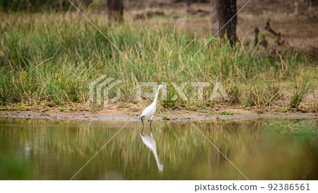 White egret and the reflection on the water surface, hunting on the shore of a waterhole. 92386561