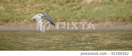 Whiskered tern catches a small fish on the river and flies away. Whiskered tern catches a small fish on the river and flies away. 92386562