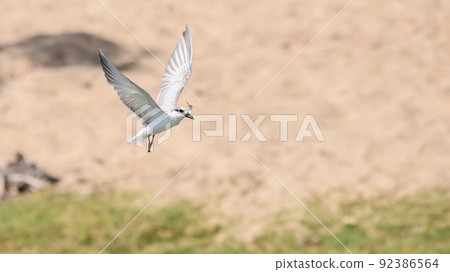 Whiskered tern with small fish on the beaks, flying away after successful fishing. 92386564