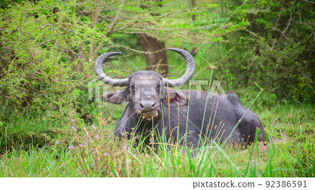 Big horned wild water buffalo cooling off in a small mud pool in the Yala national park and looking straight at the camera. 92386591