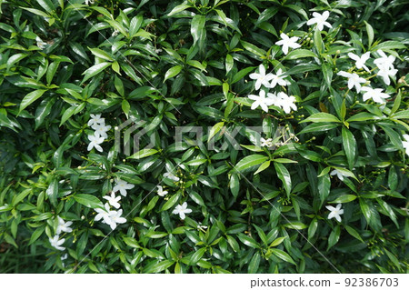 green leaf and small white flowers for background 92386703