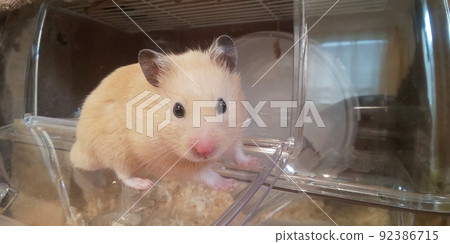 Kinkuma hamster looking out 92386715