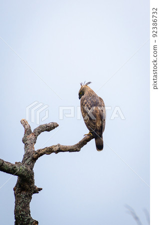 Changeable hawk-eagle perch on a dead tree branch, view from birds back against the clear skies. Changeable hawk-eagle perch on a dead tree branch, view from birds back against the clear skies. 92386732