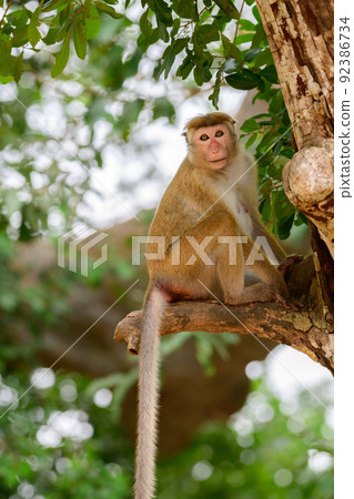 Young toque macaque monkey sitting on the edge of a broken branch and looking at the camera, in its natural habitat at Yala national park. Young toque macaque monkey sitting on the edge of a broken branch and looking at the camera, in its natural habitat at Yala national park. 92386734