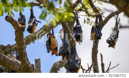 Sri Lankan megabats roosting upside down on tree branches. Sri Lankan megabats roosting upside down on tree branches. 92386735