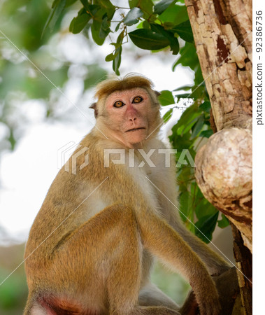 Young toque macaque monkey sitting on a branch and looking at the camera close-up shot, at Yala national park. Young toque macaque monkey sitting on a branch and looking at the camera close-up shot, at Yala national park. 92386736