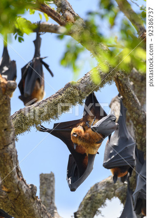 Giant fruit bats roosting in the daytime close-up shot. hanging upside down in a branch, Giant fruit bats roosting in the daytime close-up shot. hanging upside down in a branch, 92386737