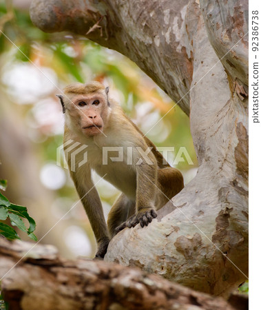 Amazing young toque macaque monkey looking down curiously, beautifully framed by the large tree trunk and the main branches, Isolated in its natural habitat at Yala national park. Amazing young toque macaque monkey looking down curiously, beautifully framed by the large tree trunk and the main branches, Isolated in its natural habitat at Yala national park. 92386738