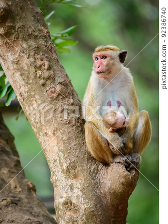 Amazing wild Toque macaque family portrait, mom and baby monkey sitting on a tree and looking side. Photographed in Yala national park. Amazing wild Toque macaque family portrait, mom and baby monkey sitting on a tree and looking side. Photographed in Yala national park. 92386740