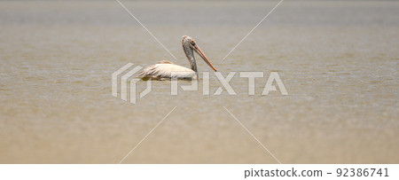 Isolated Spot-billed pelican swimming in the lake. Isolated Spot-billed pelican swimming in the lake. 92386741