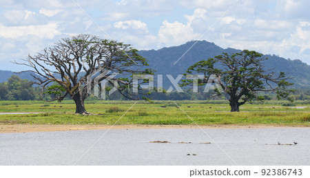 Two giant trees against the distant mountain range landscape scenery shot. Lake in the foreground. 92386743