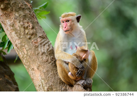 Mother toque macaque monkey holding its newborn baby, sitting on a tree. Close-up monkey family photograph. 92386744