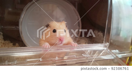 Kinkuma hamster looking out 92386761