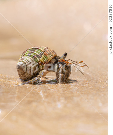 Hermit crab close-up portrait shot. Beautiful creature crawling on the wet sandy beach. 92387016