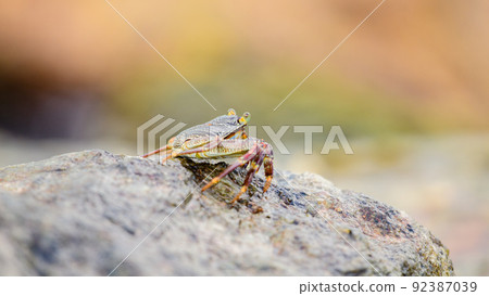 Beautiful Grapsus Albolineatus crab staying on top of wet sea rock on the beach. Soft bokeh background. Beautiful Grapsus Albolineatus crab staying on top of wet sea rock on the beach. Soft bokeh background. 92387039