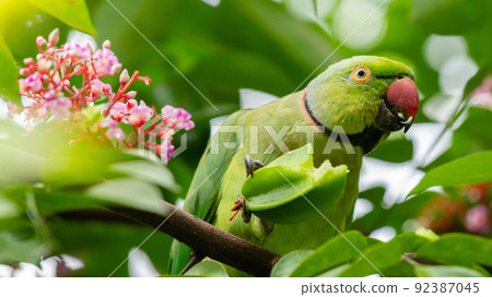 Rose-ringed parakeet eating fresh green carambola fruit in a tree. 92387045