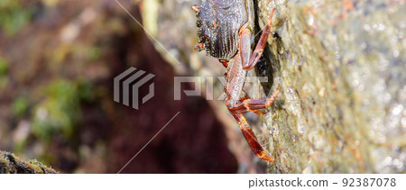 Isolated Grapsus Albolineatus crab on the side of the wet lava rock on the sea shore close-up photo. 92387078