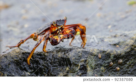 Isolated Grapsus Albolineatus crab on a wet lava rock on the sea shore close-up photo. Isolated Grapsus Albolineatus crab on a wet lava rock on the sea shore close-up photo. 92387080