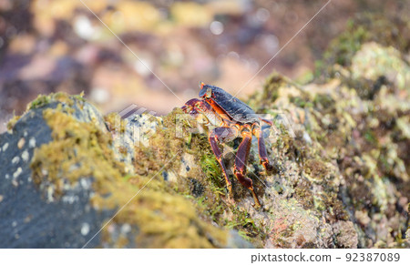 Beautiful Grapsus Albolineatus crab on a wet lava rock on the sea shore close-up photo. 92387089