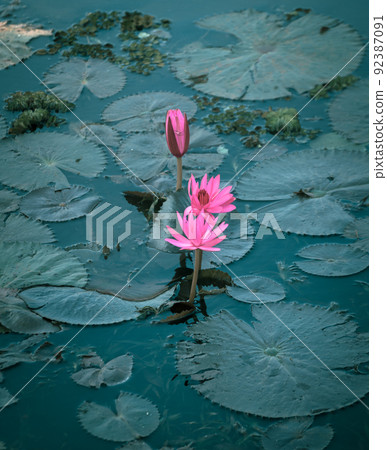 Beautiful Pink water lily flowers high angle shot. 92387091