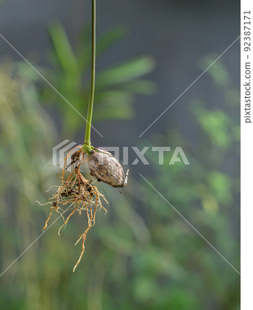 best pots for bamboo plants Lucky Bamboo in Glass Pot — Mudfingers main image 1