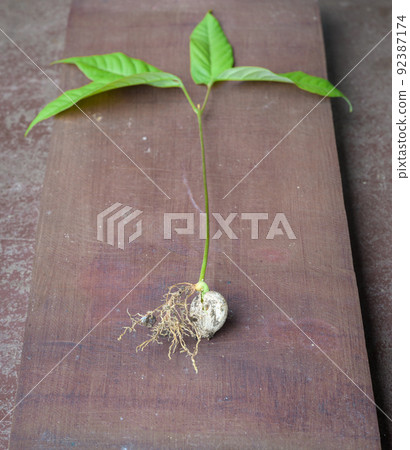 Small sprouting plant, sprouting rambutan seed close up photo. Small sprouting plant, sprouting rambutan seed close up photo. 92387174