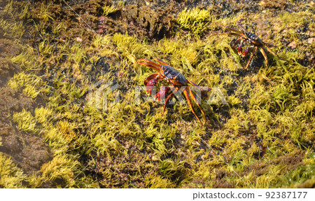 Pair of Grapsus Albolineatus crabs crawling on top of mossy rocks on the beach overhead view. Pair of Grapsus Albolineatus crabs crawling on top of mossy rocks on the beach overhead view. 92387177