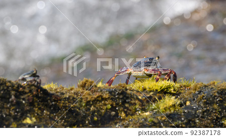 Beautiful Grapsus Albolineatus crab staying on top of mossy rocks on the beach view from the crab back. 92387178