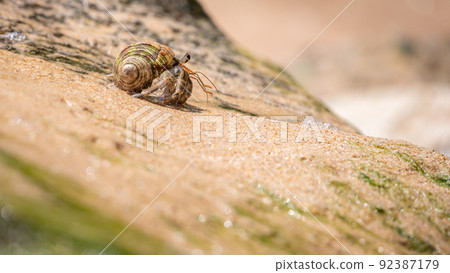 Hermit crab crawling on the sandy beach. Hermit crab crawling on the sandy beach. 92387179