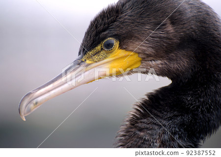 Profile of a young cormorant (portrait) 92387552