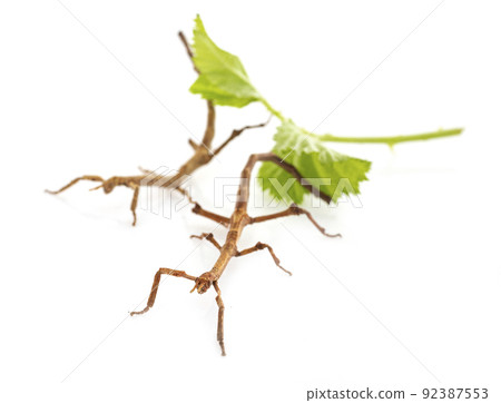 stick insect in studio stick insect in studio 92387553