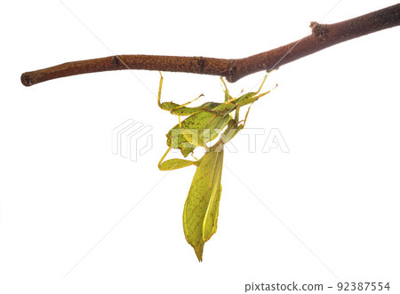 stick insect in studio stick insect in studio 92387554
