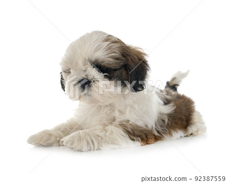 puppy Shih Tzu in studio puppy Shih Tzu in studio 92387559