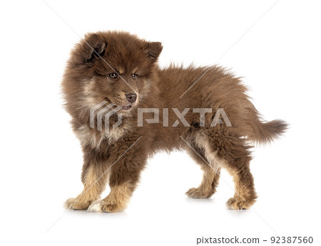puppy Finnish Lapphund in studio 92387560