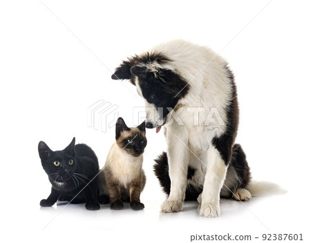 young Yakutian Laika and cats 92387601
