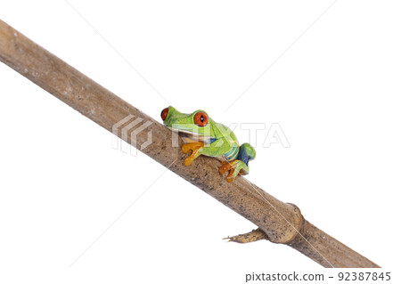 Red-eyed tree frog on white background Red-eyed tree frog on white background 92387845