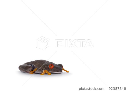 Red-eyed tree frog on white background Red-eyed tree frog on white background 92387846