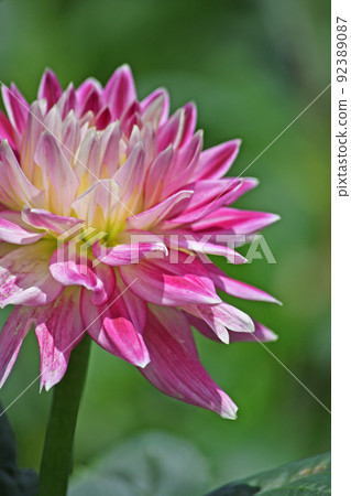 Dahlia 92389087