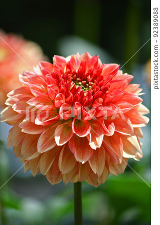 Dahlia 92389088