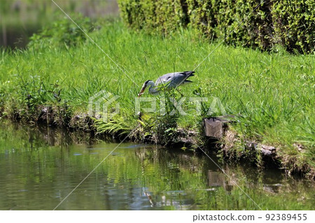 2021 被選為日本最幸福城鎮的埼玉縣鳩山町鄉村公園大沼海岸捕食魚類的灰鷺。 92389455