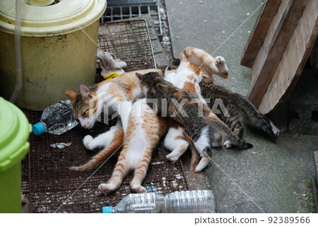 Cute kittens who play a lot and are hungry flock to their mother's tits 92389566