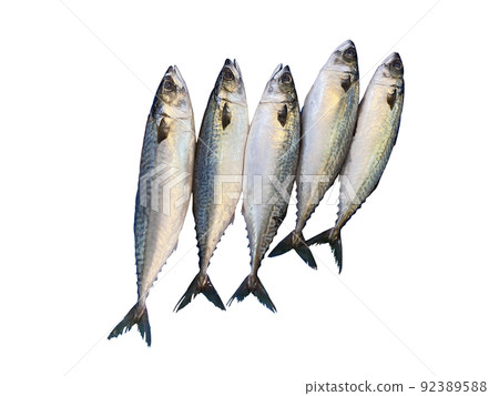 鯖魚, 活鯖魚, nuki 92389588