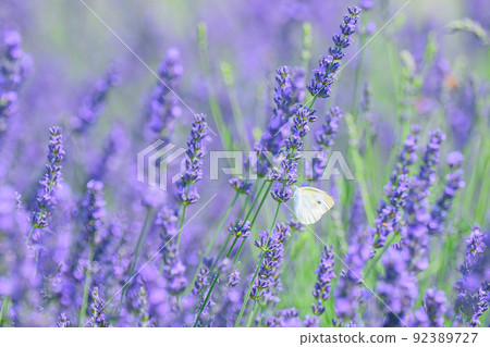 Dark purple lavender field, lavender and cabbage white butterfly Dark purple lavender field, lavender and cabbage white butterfly 92389727