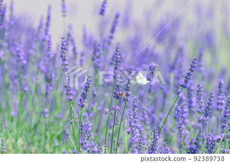 Dark purple lavender field, lavender and cabbage white butterfly Dark purple lavender field, lavender and cabbage white butterfly 92389738